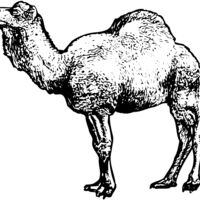 CAMEL001 Thumbnail